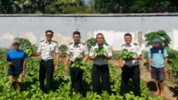 IMG-20260820-WA0045 Panen 50 Kg Pakcoy, Lapas Takalar Komitmen Perkuat Ketahanan Pangan